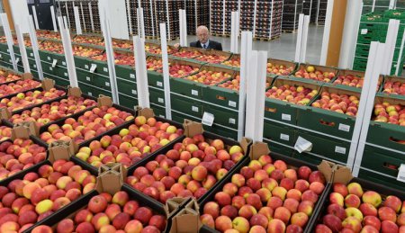 Польша попросила США выкупить яблоки для России