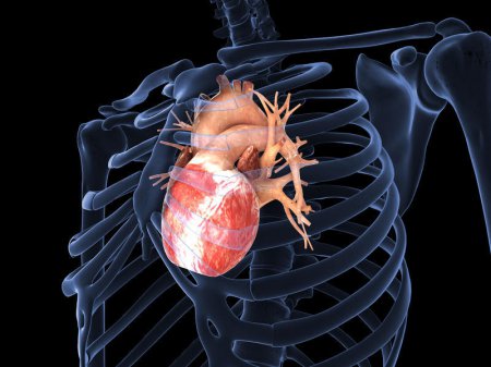 ​Заболевания сердца будут лечить с помощью виагры