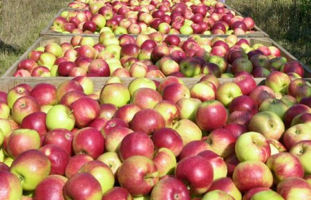 Белорусские чиновники оказались замешаны в контрабанде польских яблок в Россию
