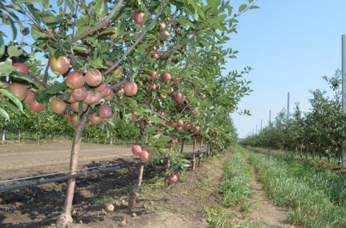 В текущем году в Ставрополье высадили 300 новых садов и ягодников
