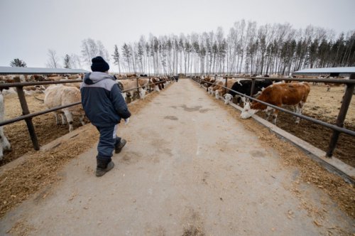 В Воронежской области продолжается развитие мясного скотоводства