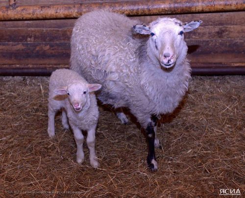 В Якутии родились новые овчубуки — гибриды овцы и чубуку