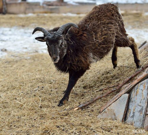 В Якутии родились новые овчубуки — гибриды овцы и чубуку