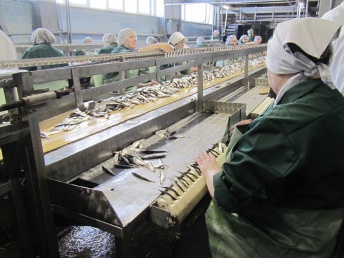 В Калининградской области открылась модернизированная линия по производству шпрот