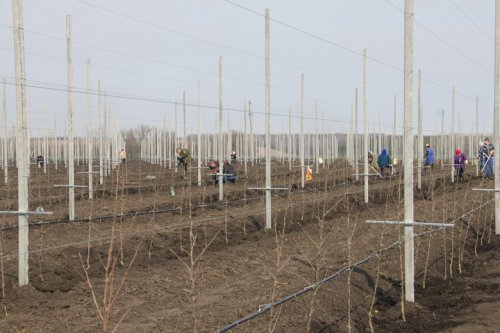 Яблоневый сад на площади 20 гектаров заложили в Яковлевском районе Белгородской области
