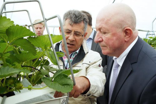 В Калининградской области началось промышленное выращивание клубники