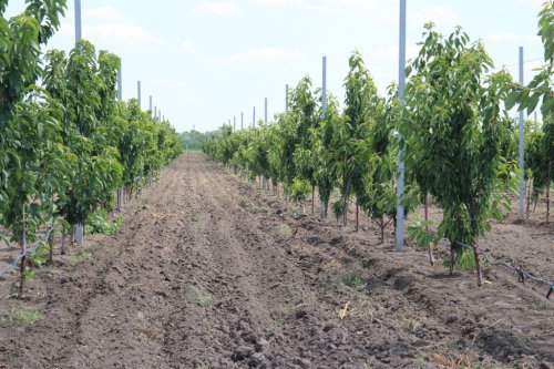 Астраханские фермеры восстанавливают фруктовые сады и наращивают объёмы производства