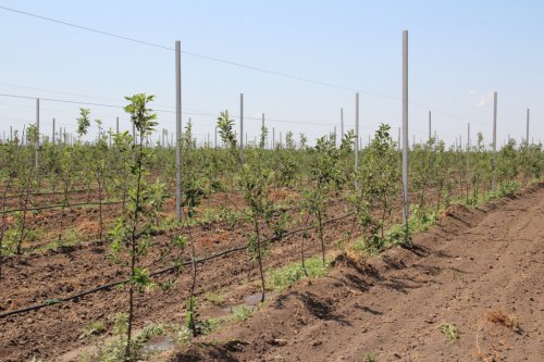 Астраханские фермеры восстанавливают фруктовые сады и наращивают объёмы производства