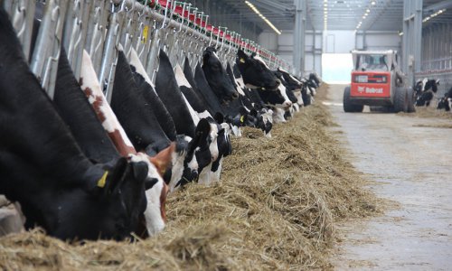 В Брянской области открылась молочно-товарная ферма на 1800 голов КРС