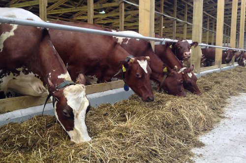 В д. Иссад Ленинградской области открылась молочно-товарная ферма на 2000 голов КРС