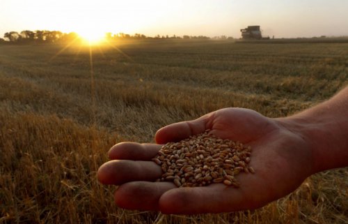 Кубанские селекционеры вывели сорт пшеницы с рекордной урожайностью