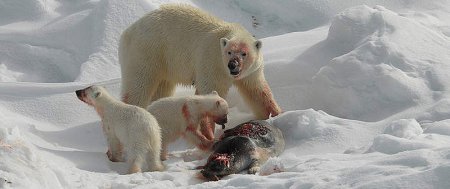 Клюква на развес по-арабски: русские сошлют боевиков в Сибирь и там скормят медведям
