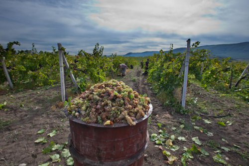 Рекордный за последние 30 лет урожай винограда собрали в Дагестане