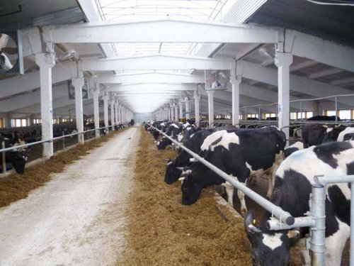 В Рязанской области завершено строительство животноводческого комплекса на 900 коров
