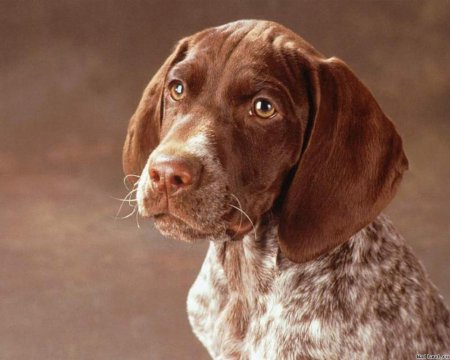 Курцхаар Сиджей стал лучшей собакой Соединенных Штатов