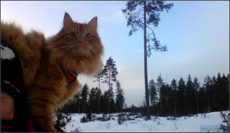 Норвежская лыжница сделала ездовым своего рыжего кота