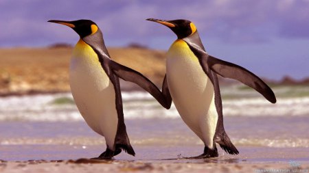 Ученые: Толстые пингвины крепче стоят на ногах