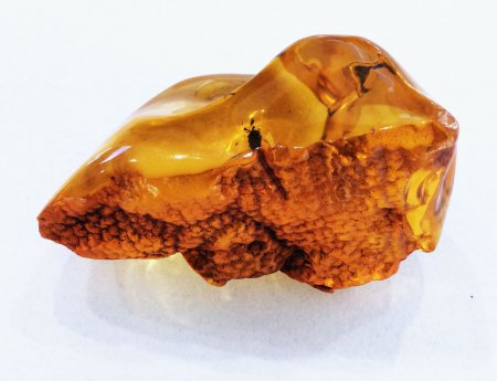 Учёные обнаружили в куске янтаря растение возрастом около 20 млн лет