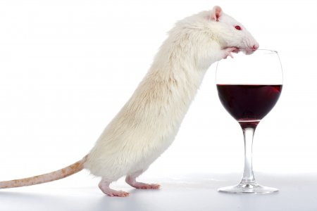 Ученые: Спокойные личности более подвержены алкоголизму