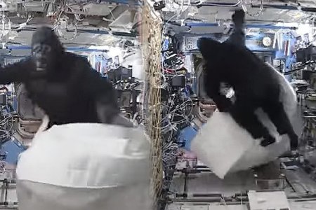 Британские астронавты разыграли побег от гориллы на борту МКС
