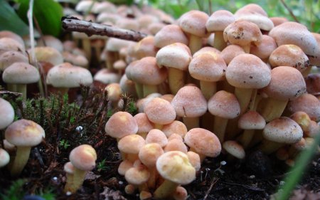 Японские ученые нашли растение, которое растет под землей и паразитирует на грибах