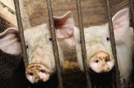 Ученые создали трансгенных свиней с устойчивостью к африканской чуме