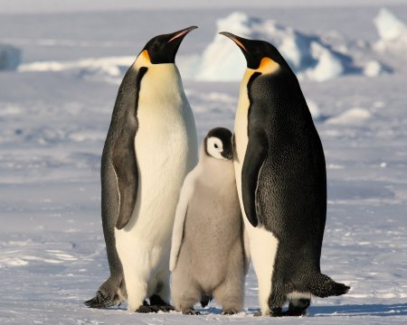 Ученые: Перья пингвинов не покрываются льдом из-за особой структуры