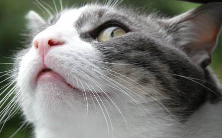 Ученые научились трактовать мяуканье кошек