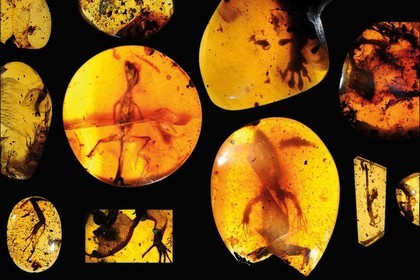 Ученые обнаружили древнейший янтарь возрастом 99 млн лет