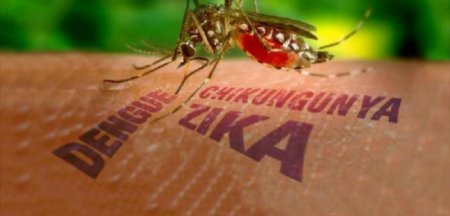 Появился новый вид комаров-переносчиков вируса Зика