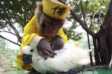 Ученые: Ум попугаев можно сравнить с интеллектом обезьян