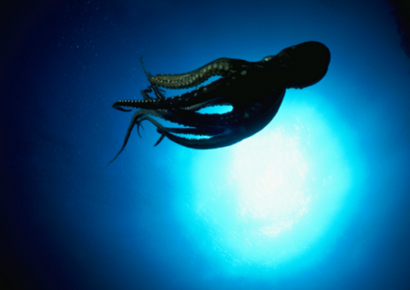 Вблизи Гавайских островов ученые обнаружили новый вид осьминогов