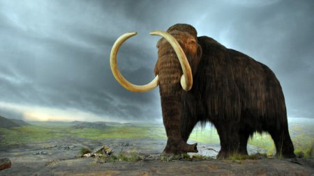 Ученые выяснили, как пропал последний мамонт с евразийского континента