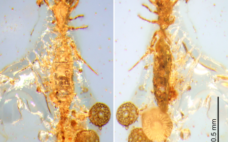 Ученые в Мьянме нашли микро скорпиона мезозойского периода