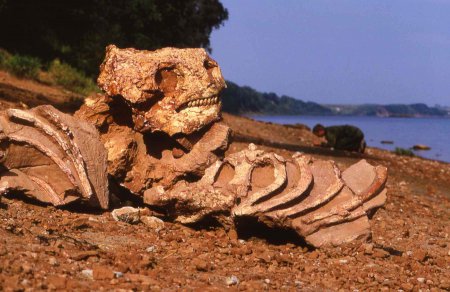 В Бразилии найден древний вид рептилий, существовавших еще до динозавров