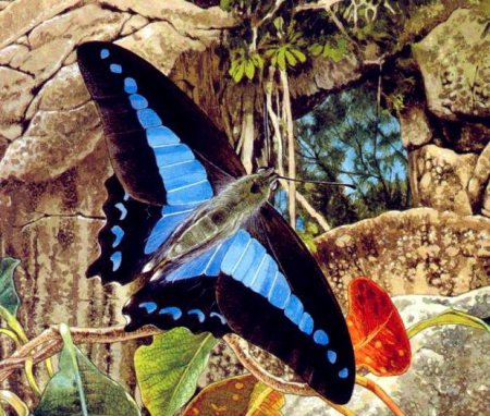 Ученые: Самцы бабочек могут различать рекордное количество цветов
