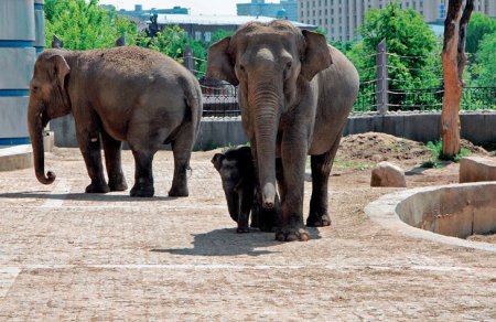 В зоопарке Москвы 18 марта откроется Музей слонов