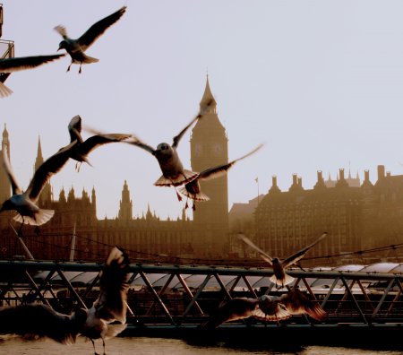 Состояние лондонской атмосферы под контролем голубей