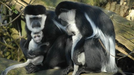 Взросление детенышей обезьян обусловлено агрессивностью зрелых самцов