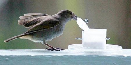 Ученые: Городские птицы умнее сельских