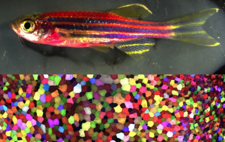 Ученые создали рыбу-мутанта с окраской из 70 цветов