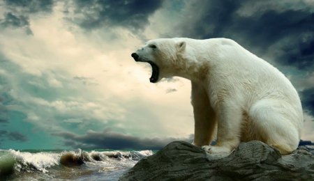 Россия и США проверят популяцию белых медведей на Чукотке и Аляске