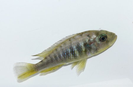 Самки рыбы-цихлиды отрпщивают мужские половые органы для самооплодотворения
