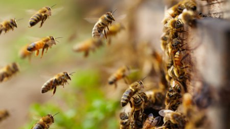 Пчелы предупреждают друг друга об опасности с помощью особых сигналов