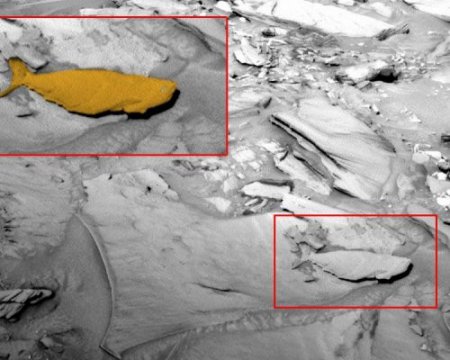Уфологи разглядели на Марсе окаменевшую рыбу