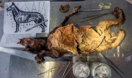 В Якутии исследовали обнаруженный в вечной мерзлоте древний мозг щенка