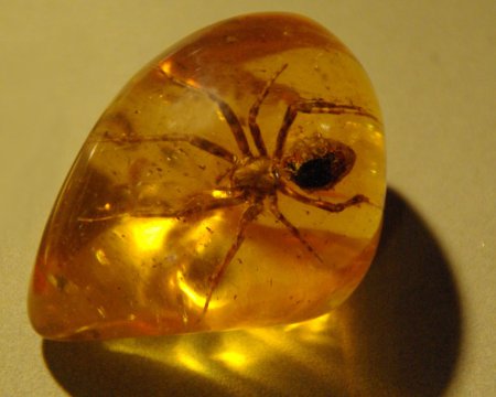Ученые: Найдены предки первых пауков