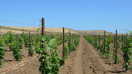 «Аграрии Дагестана заложили свыше 200 гектаров новых виноградников» Сельское хозяйство