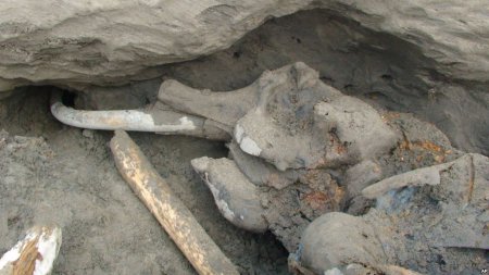 Под Омском обнаружены кости гигантского животного