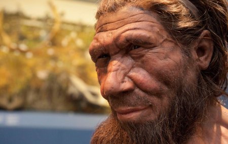Ученые: Названа новая причина гибели неандертальцев